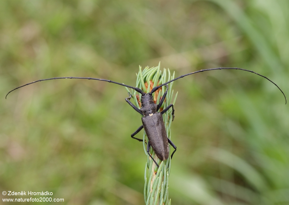 , Monochamus sartor (Fabricius, 1787) (Beetles, Coleoptera)